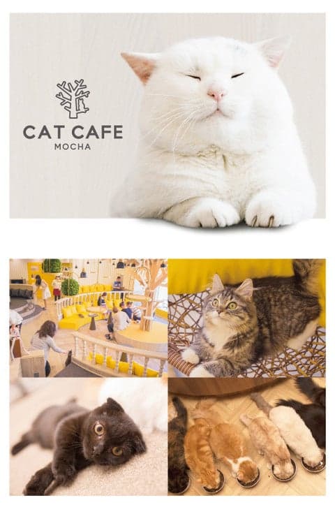 CAT CAFE MOCHA