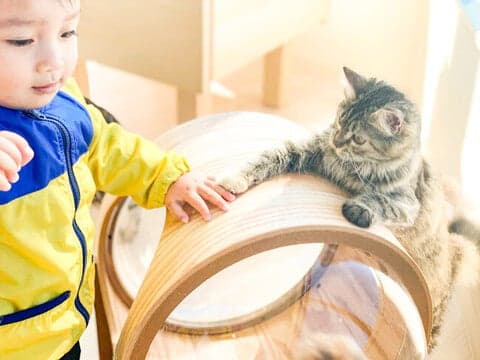Cat Café MOFF